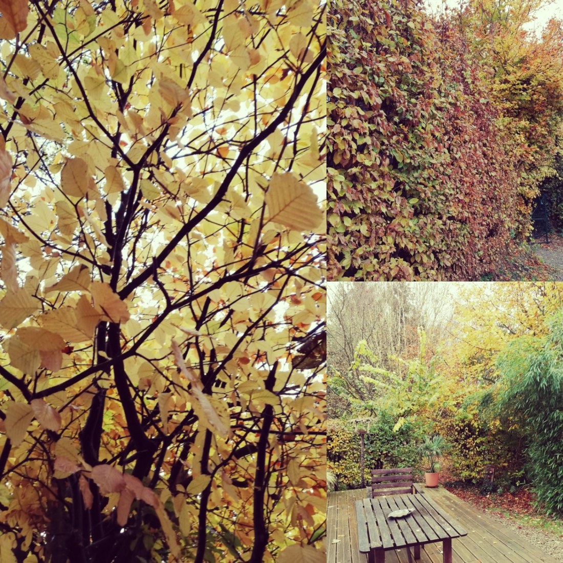 IMG_20181107_220821_862